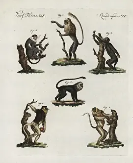 Bilderbuchfurkinder Prints: Proboscis monkey, king colobus, tamarin, howler and langur