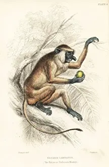 Nasalis Prints: Proboscis monkey, Nasalis larvatus. Endangered