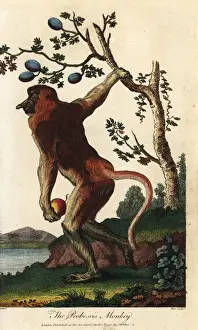 Proboscis monkey, Nasalis larvatus, endangered