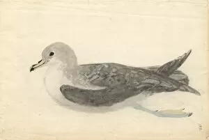 Seabird Gallery: Procellaria cinerea, grey petrel
