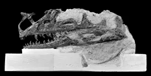 Bipedal Prints: Proceratosaurus fossil skull