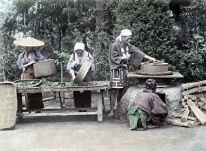 Processing Prints: Processing Tea Japan circa 1880s. Date: circa 1880s