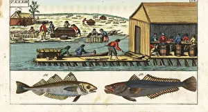 Processing Prints: Processing whiting and hake in a shed, America, 18th century