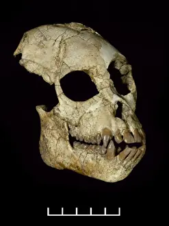 Proconsul africanus