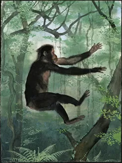 Monkey Gallery: Proconsul africanus