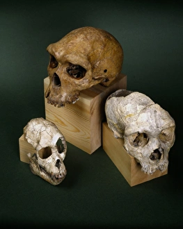 Proconsul, Homo heildebergensis & Homo neanderthalensis cran Proconsul, Homo heildebergensis & Homo neanderthalensis cran