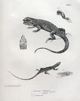 Fitzroy Prints: Proctotretus chilensis