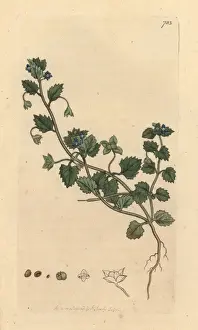 Veronica Prints: Procumbent speedwell, Veronica agrestis