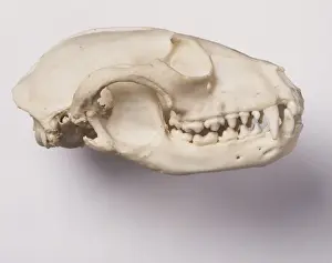 Osteology Prints: Procyon lotor, common raccoon