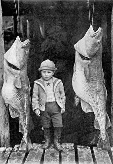 Child Gallery: The products of Newfoundland, Canada - Cod