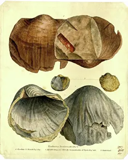 Cumberland Prints: Productus scoticus