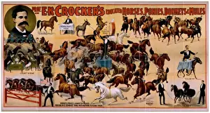 Educated Prints: Prof. EK Crockers educated horses, ponies, donkeys & mules