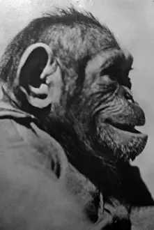 Profile of a Chimpanzee