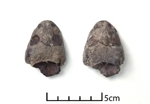 Turtle Prints: Proganochelys quenstedti (Baur, 1887) skull