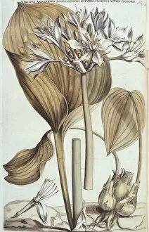 Amaryllidaceae Gallery: Proiphys amboinense