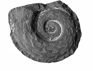 Ammonite Gallery: Prolecanites compressus, goniatite