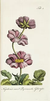 1810 Collection: Proliferating avens from the Pyrenean Mountains