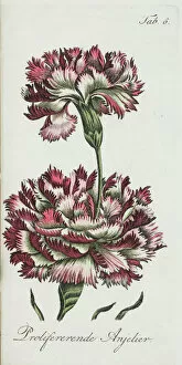 1810 Collection: Proliferating carnation