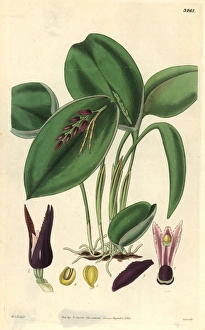 Proliferous pleurothallis orchid, Pleurothallis Proliferous pleurothallis orchid, Pleurothallis