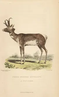 Pronghorn, Antilocapra americana