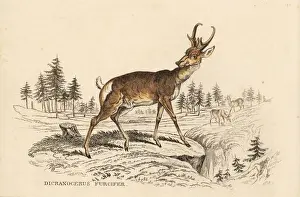 Pronghorn, Antilocapra americana