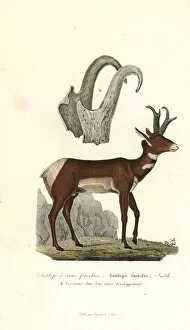 Antelope Gallery: Pronghorn or prong-horned antelope, Antilocapra americana