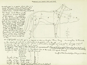 Proportions of a typical dog and wolf Proportions of a typical dog and wolf