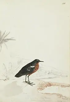 1754 1794 Prints: Prosobonia leucoptera, Tahiti sandpiper