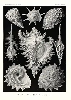 Harp Prints: Prosobranchia sea snail shells