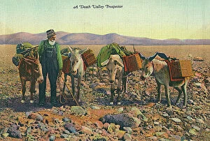 Mule Collection: Prospector in Death Valley, California, USA