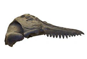 Images Dated 14th February 2014: Prosqualodon davidi, skull cast