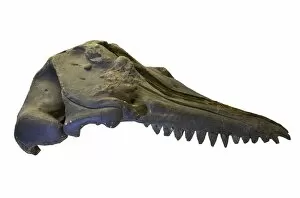 Miocene Gallery: Prosqualodon davidi, skull cast