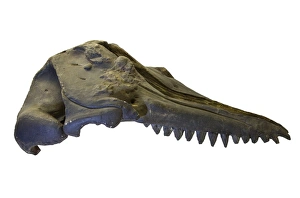 Images Dated 14th February 2014: Prosqualodon davidi, skull cast