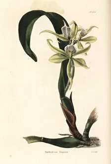 Epidendrum Gallery: Prosthechea fragrans orchid