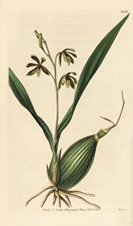 Epidendrum Gallery: Prosthechea livida orchid