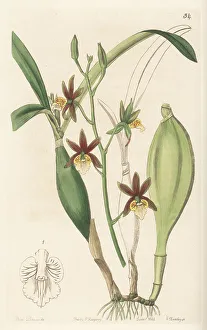 Shrub Prints: Prosthechea pterocarpa orchid