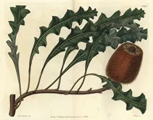 Sarahanndrake Prints: Prostrate banksia, Banksia gardneri