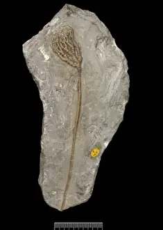 Echinodermata Prints: Protaxocrinus tuberculatus (Miller)