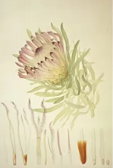 Francis Bauer Gallery: Protea burchellii, Burchells protea