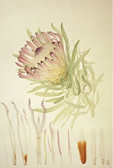 Francis Bauer Gallery: Protea burchellii, Burchells protea