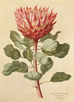 Eudicot Collection: Protea cynaroides, king protea