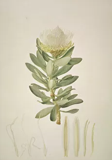 Bauer Gallery: Protea nitida, wagon tree
