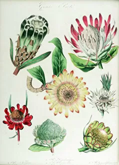 1823 Collection: Protea: seven varieties