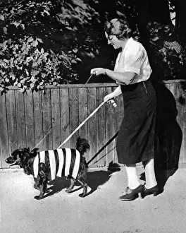 Protective colouring for black outs, WWII - hi vis dog