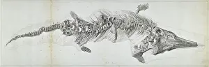 Basire Prints: Proteosaurus, an ichthyosaur