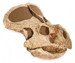 Cerapoda Collection: Protocaratops skull from Mongolia