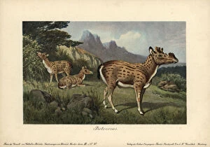 Artiodactyla Collection: Protoceras, extinct genus of Artiodactyla