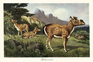 Pleistocene Prints: Protoceras, extinct genus of Artiodactyla