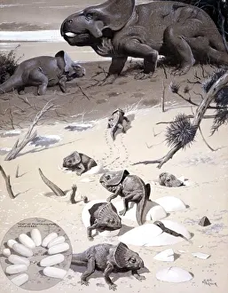 Diapsida Prints: Protoceratops