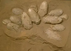 Cerapoda Prints: Protoceratops eggs